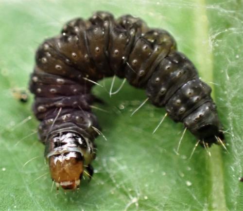 Cnephasia stephensiana